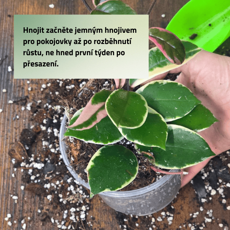Mix č. 2 Pro drobnokořenné rostliny 
